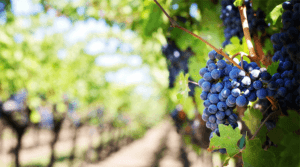 Vineyard and Grape Irrigation