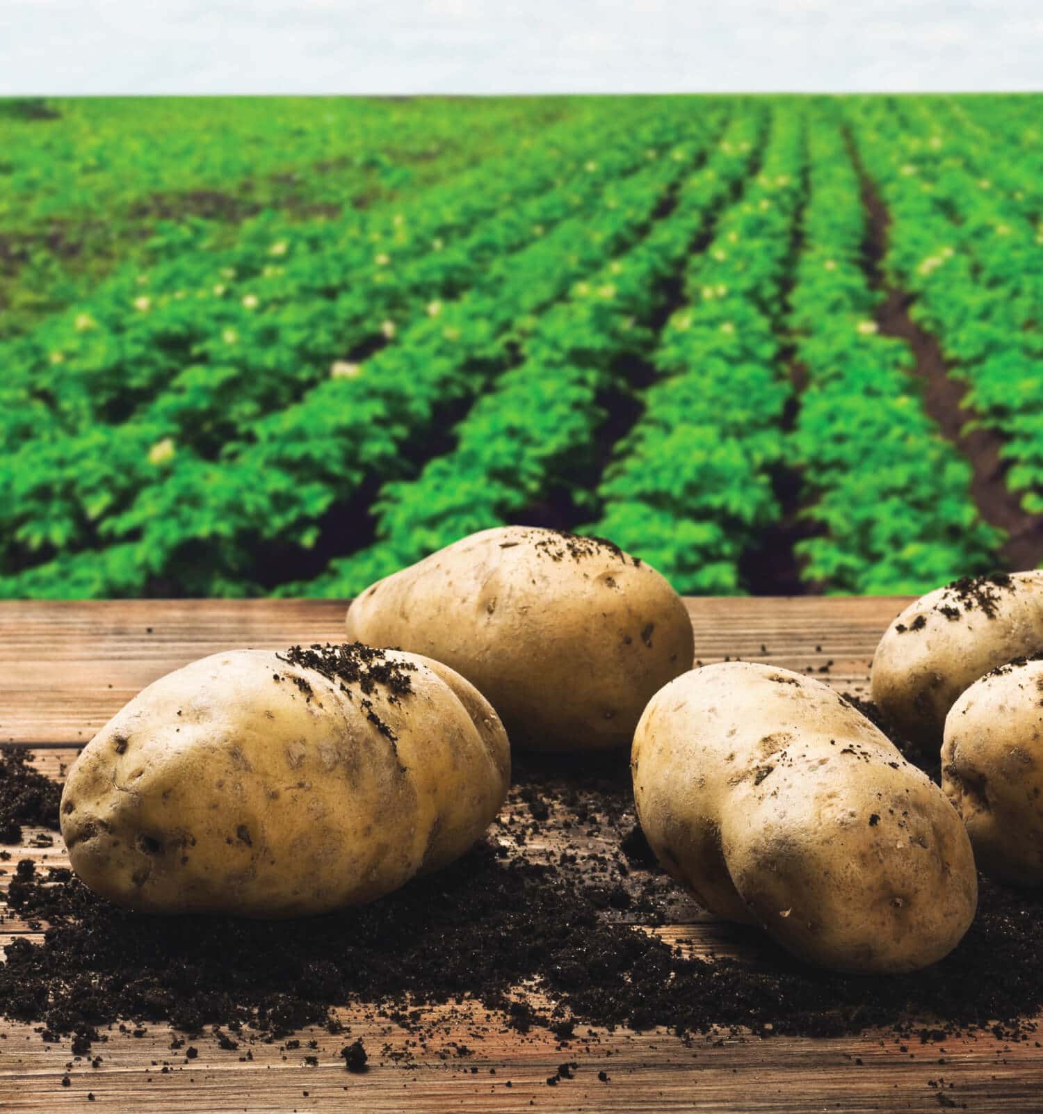 harvesting potatoes on the ground on a background of field