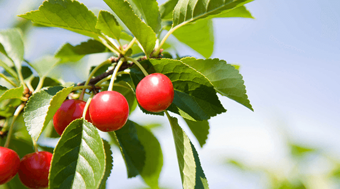 Sour Cherries, Serbia